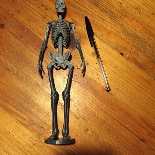 IMG_0595_display_large.jpg Menschliches Skelett