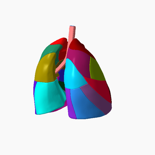 9.png Lower respiratory tract Lung 3D SEGMENTED in 19 PARTS