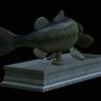 Bass-mouth-2-statue-4-9.png fish Largemouth Bass / Micropterus salmoides in motion open mouth statue detailed texture for 3d printing