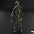 Arctodus-skeleton-6.png Arctodus simus - short faced bear skeleton 3D print model