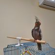 20210514_182335.jpg Bird Perch attachement for outside cage