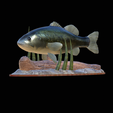 bass-na-podstavci-2.png bass underwater statue detailed texture for 3d printing
