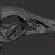 STMMS_0000_Layer-20.jpg Dinosaur skull -  Struthiomimus altus