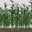 corn-2-2.png Campo de milho