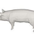 10007.jpg Pig- farm animal
