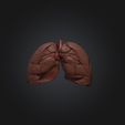 Lung.jpg Lung | Stl,Obj,Glb,Fbx