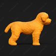 1926-Bichon_Frise_Pose_01.jpg Bichon Frise Dog 3D Print Model Pose 01