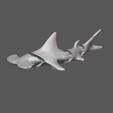 Squalo-flex-1.png Hammer head shark Flexi articulated