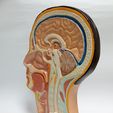 Head-7.jpg Anatomy of the human head (Sagittal view)