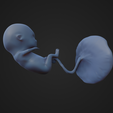 Week-12_Fetus_7.png 12 Week Fetus