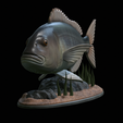 Dentex-statue-1-3.png fish Common dentex / dentex dentex statue underwater detailed texture for 3d printing