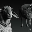 ZBrush-Doc84654ument.jpg T Ocellus Alien Sheep