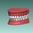 2.jpg Set of Teeth Dental Model