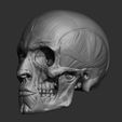 3-quarter.jpg Skull and facial muscles