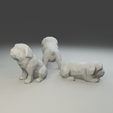 5.png Low polygon Bulldog 3D print model  in three poses