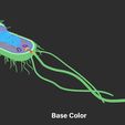 color.jpg Prokaryotic Bacterial Cell Anatomy
