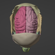 10.png 3D Model of Skull with Brain and Brain Stem - best version