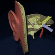 12.jpg Ear anatomy cross section model