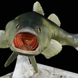 Bass-trophy-20.png Largemouth Bass / Micropterus salmoides fish in motion trophy statue detailed texture for 3d printing