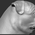 11.jpg Pug head for 3D printing