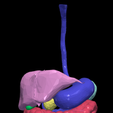 19.png 3D Model of Gastrointestinal Tract with Bones