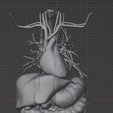 22.png 3D Model of Cardiovascular System, Thorax and Abdomen