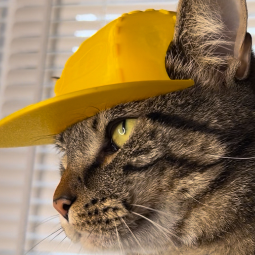 IMG_3978.png Baseball Cat Cap