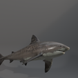 u0011.png Shark photorealistic- rigged stl included