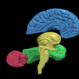 17.PNG.00e87c0e208b84542f07a00a4dec724e.png 3D Model of Human Brain