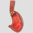 stomach-gastric-separable-parts-3d-model-max-fbx-blend-4.jpg STOMACH GASTRIC SEPARABLE PARTS 3D print model