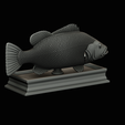 Peacock-Bass-statue-4-3-20.png FISH in motion Peacock bass (Cichla ocellaris) stone base for 3d printing