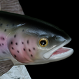 Rainbow-trout-trophy-23.png rainbow trout / Oncorhynchus mykiss fish in motion trophy statue detailed texture for 3d printing