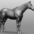 18.jpg Horse Breeds Collection