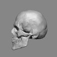 SIDE.jpg Anatomy Male Skull 1/2 Size
