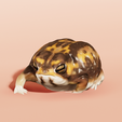 running-desert-ran-frog-09.png Running? Desert Rain Frog