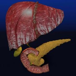 hepato-biliary-tract-pancreas-gallbladder-3d-model-blend-2.jpg Hepato biliary tract pancreas gallbladder 3D model