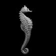 Giant_Seahorse_modeled.JPG Misc. Creatures for Tabletop Gaming Collection