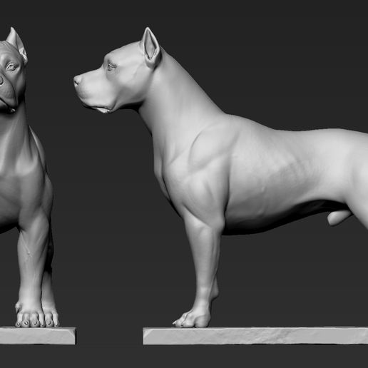 Download OBJ file Dogo Argentino • 3D print model ・ Cults