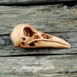 9.jpg Raven Skull