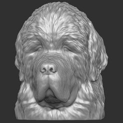 1.jpg Fichier STL Tête de chien de Terre-Neuve pour l'impression 3D・Plan imprimable en 3D à télécharger