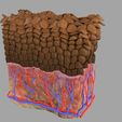 p8.jpg epithelial cells types collection 3D