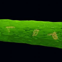 helix-dna-label-bacteria-flagella-bacilli-3d-model-2571bb6209.jpg helix dna label bacteria flagella bacilli Low-poly 3D model