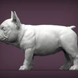 french-bulldog-puppy5.jpg french bulldog puppy 3D print model
