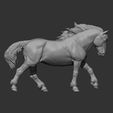 Percheron-running11.jpg Percheron läuft 3D-Druckmodell