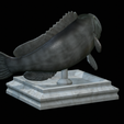 White-grouper-open-mouth-1-10.png fish white grouper / Epinephelus aeneus trophy statue detailed texture for 3d printing
