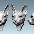 01.jpg Cat sphynx  Head