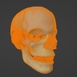 36.png 3D Model of Skull with Brain and Brain Stem - best version