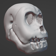 Skull1.png Cartoon style Orc skull
