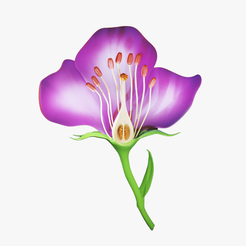 Flower_Thumbnail.png 3D-Datei Teile einer Blume - Querschnitt・3D-druckbare Vorlage zum herunterladen