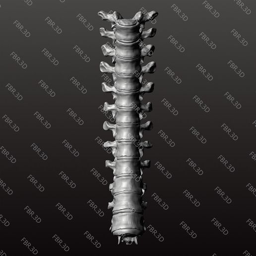 Thoracic Spine Section STL - Anatomy Model (T1-T12 with Discs)